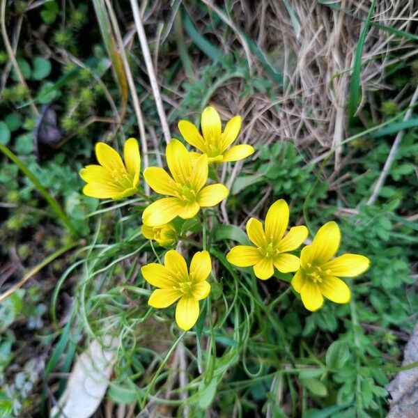 Gagea bohemica Flors