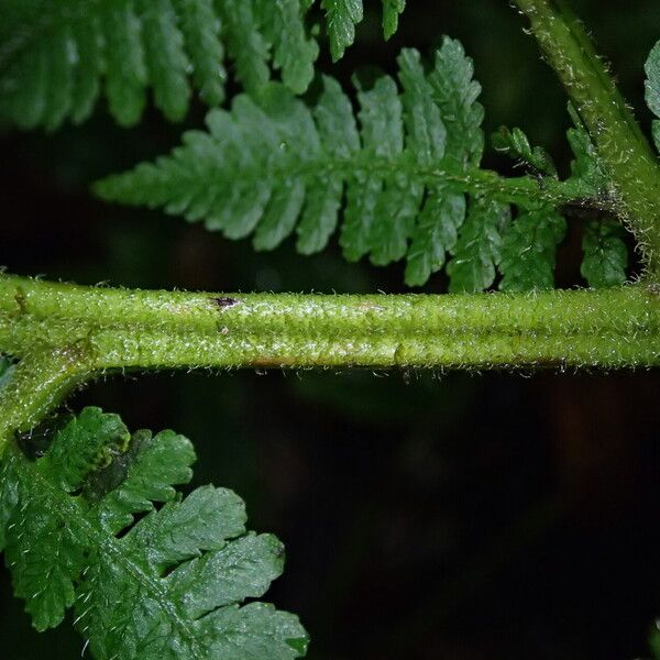 Deparia boryana Leaf