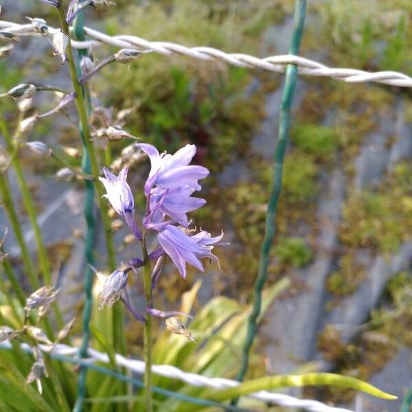 Hyacinthoides hispanica Žiedas