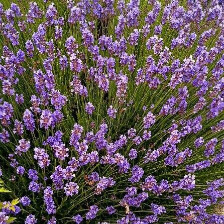 Lavandula angustifolia Staniste