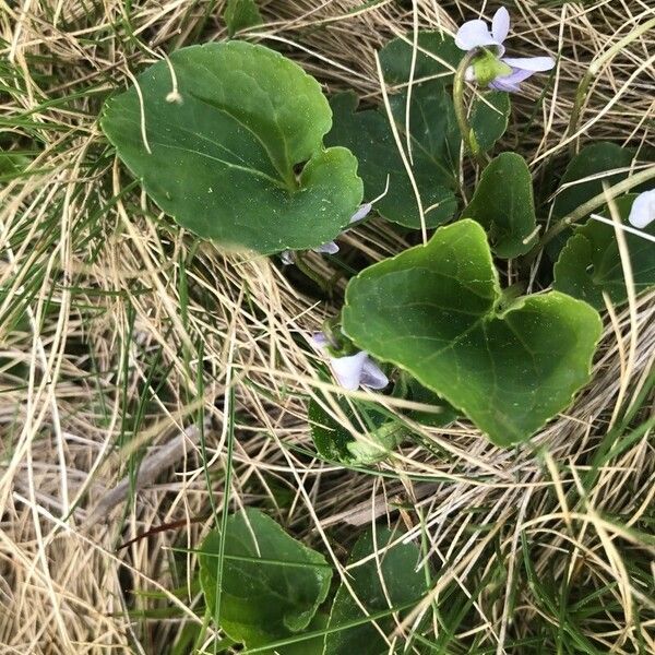 Viola palustris Ліст