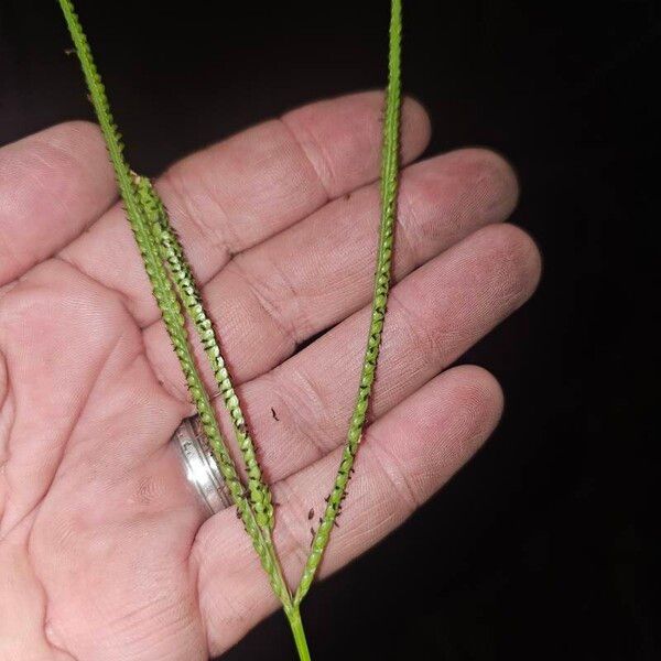 Paspalum notatum Fruit