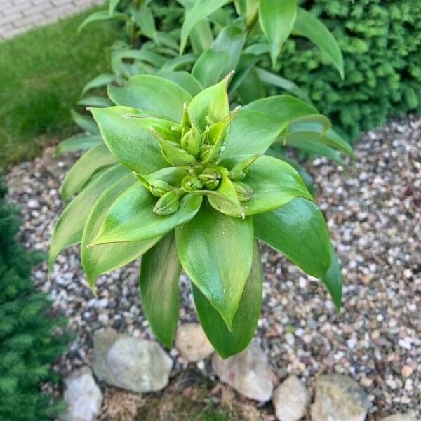 Lilium henryi ᱥᱟᱠᱟᱢ