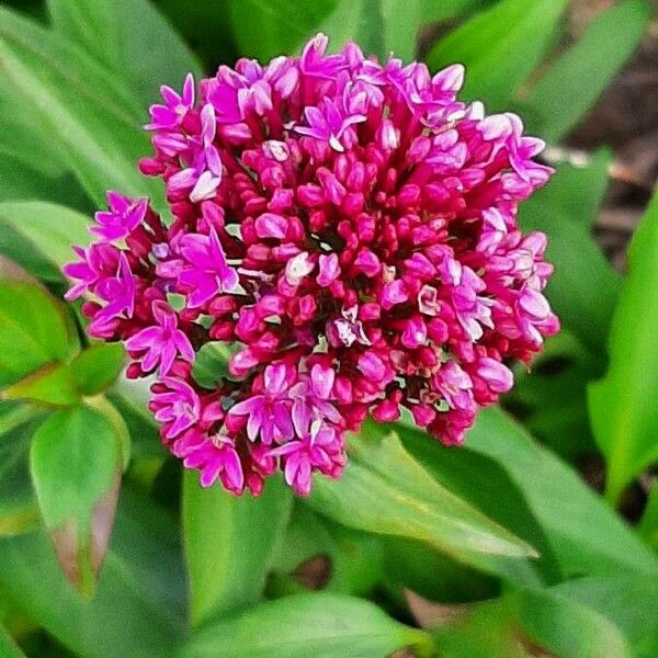 Valeriana rubra Flor