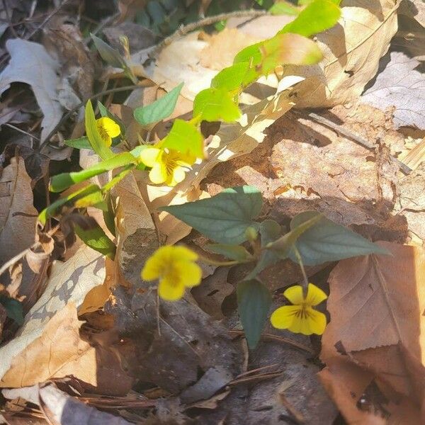 Viola hastata Flower