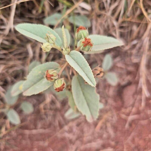 Melhania ovata Leaf