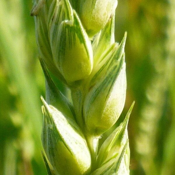 Triticum aestivum Frukto