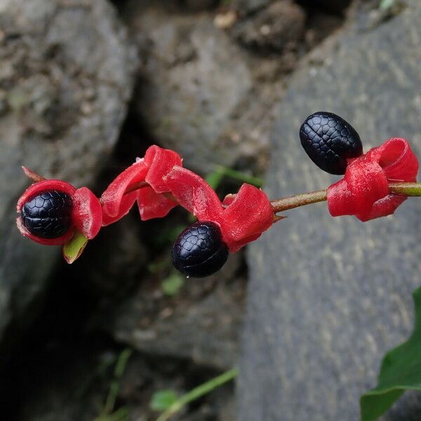 Cautleya gracilis Habit