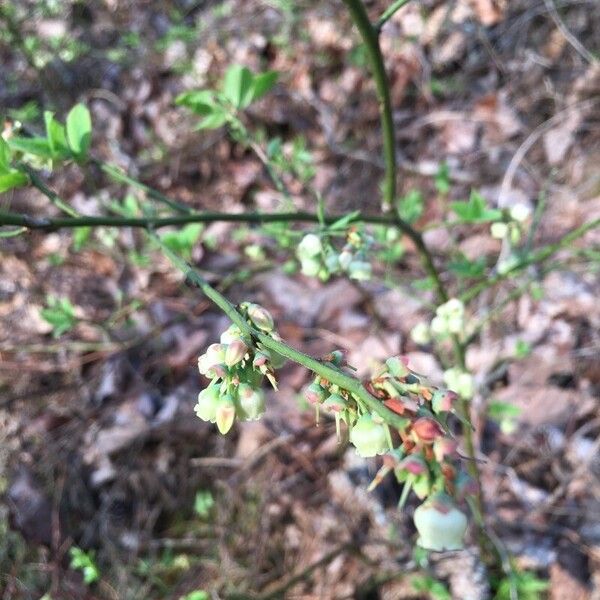 Vaccinium pallidum Cvet