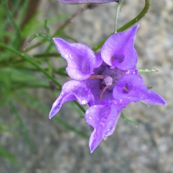 Campanula excisa फूल