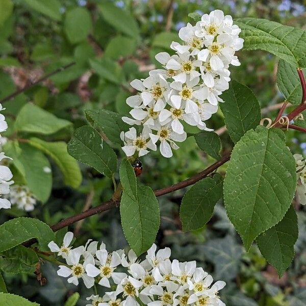 Prunus padus Flor