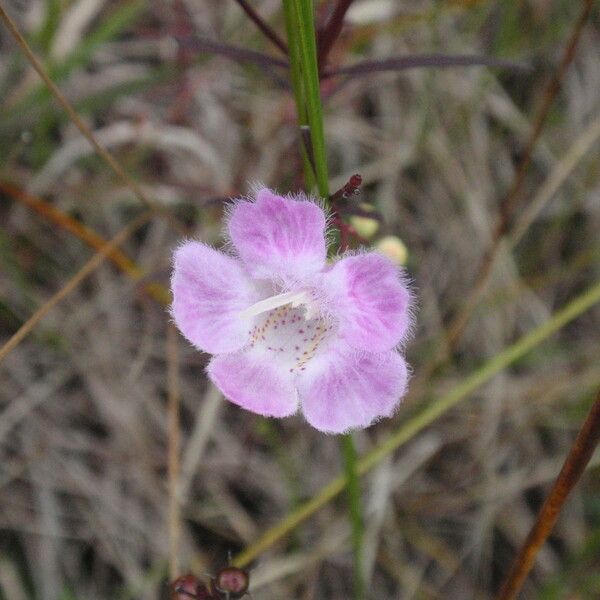 Agalinis tenuifolia പുഷ്പം