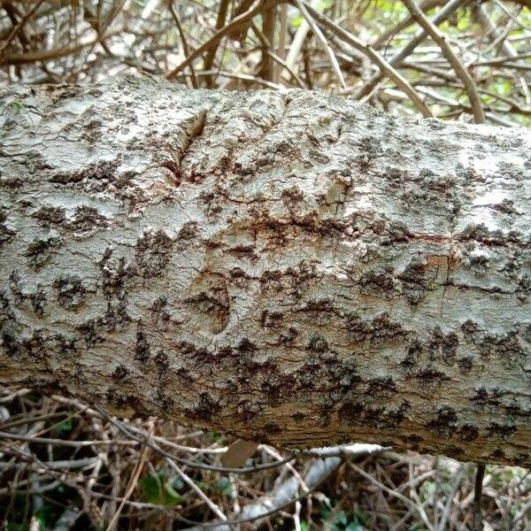 Myrsine laetevirens Corteccia