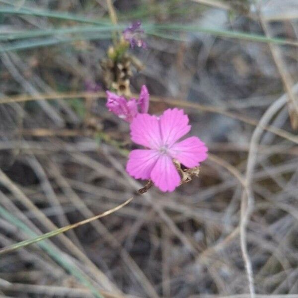 Dianthus graniticus Floro