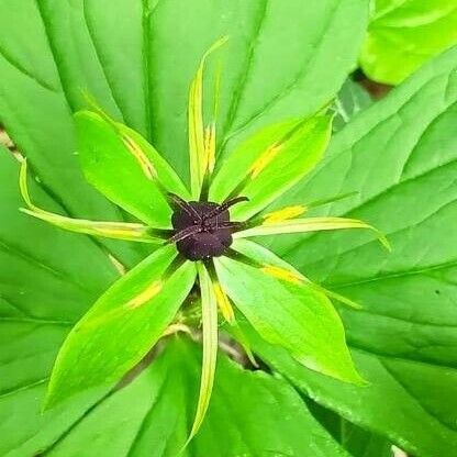 Paris quadrifolia Floro