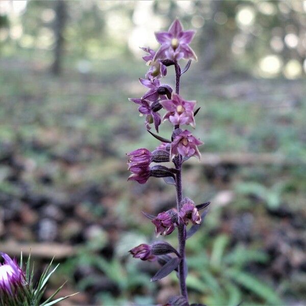 Epipactis atrorubens Flor