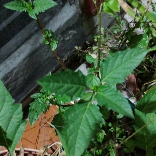 Physalis philadelphica पत्ता