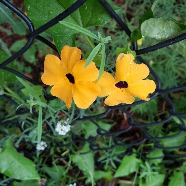 Thunbergia alata Floare