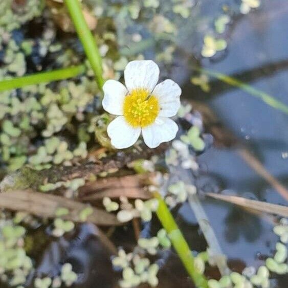 Ranunculus aquatilis Λουλούδι