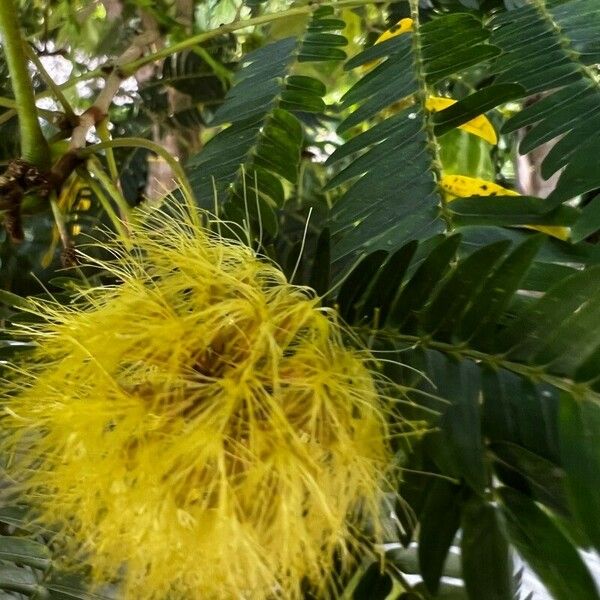 Cojoba arborea പുഷ്പം