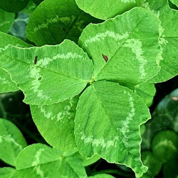 Medicago arabica Folha