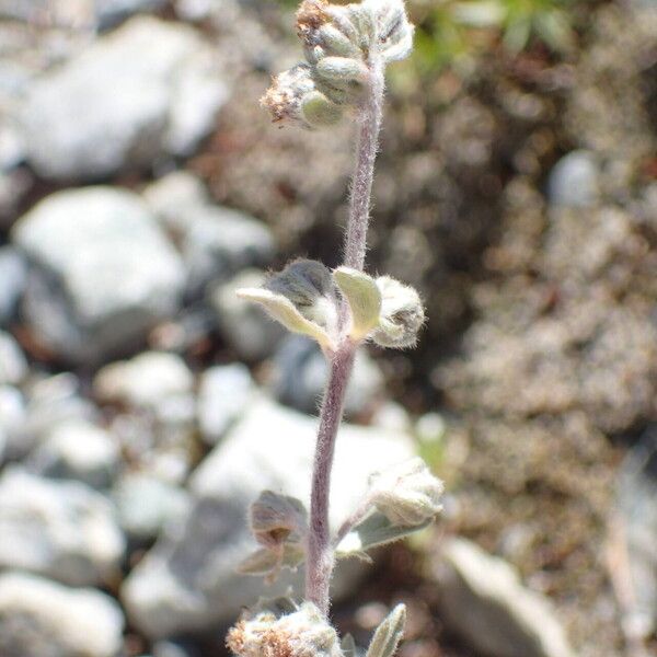 Artemisia umbelliformis Gyümölcs