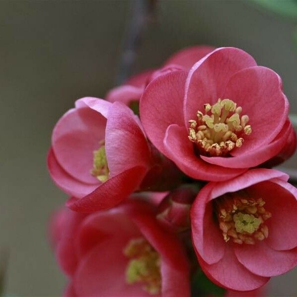 Chaenomeles speciosa ফুল