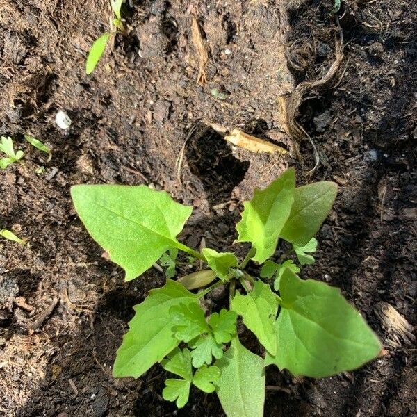 Blitum virgatum ഇല