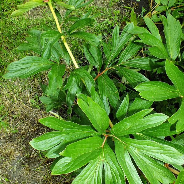 Paeonia peregrina Yaprak