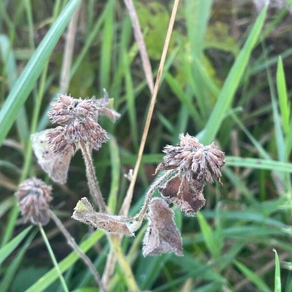 Mentha aquatica Gyümölcs