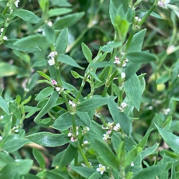 Polygonum aviculare Yaprak