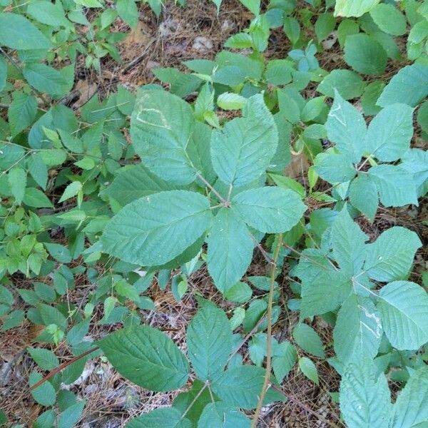 Rubus canadensis Blad