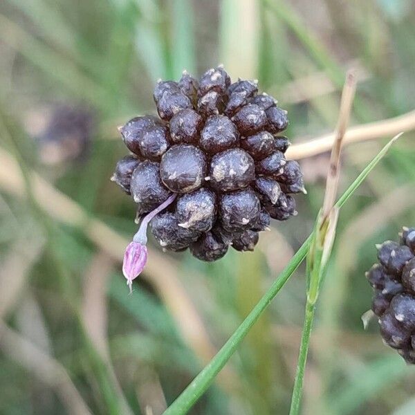 Allium scorodoprasum Цветок