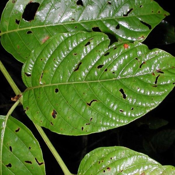 Uncaria tomentosa Blad