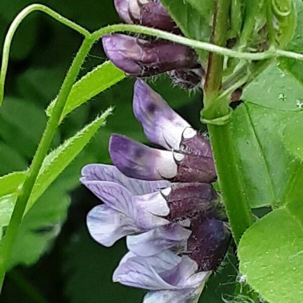 Vicia sepium 花