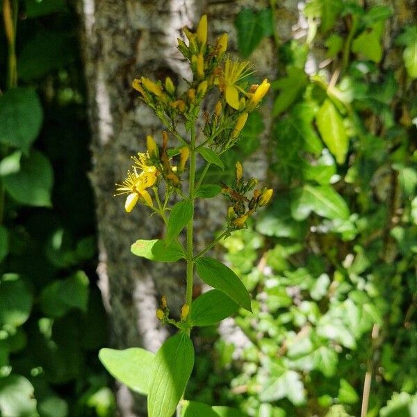 Hypericum hirsutum Pokrój