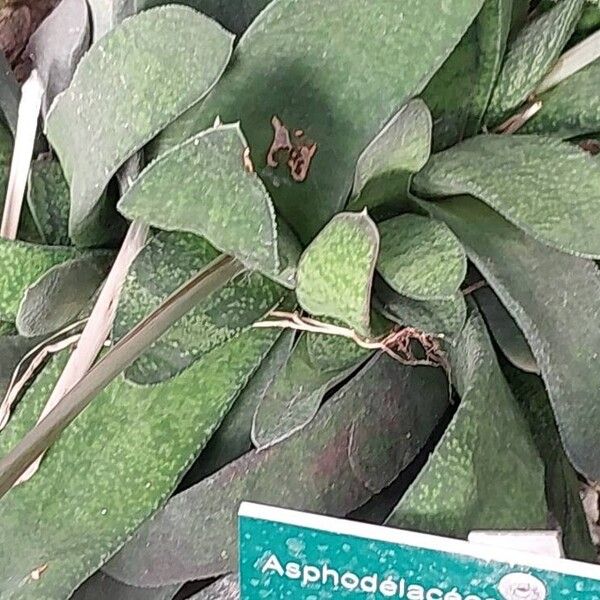 Gasteria pillansii Yaprak