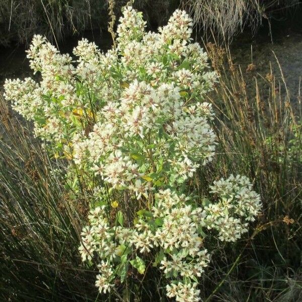 Baccharis halimifolia Kukka