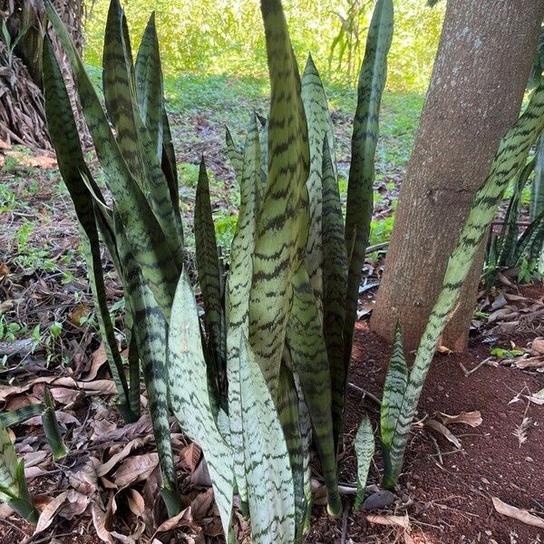 Dracaena zeylanica Leaf