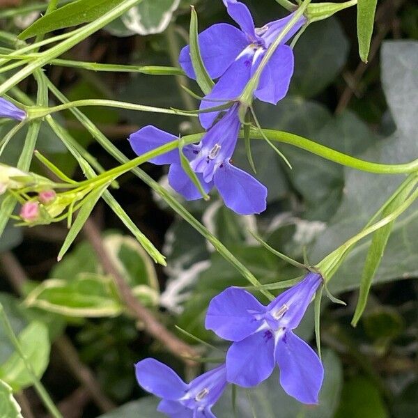 Lobelia erinus Flower