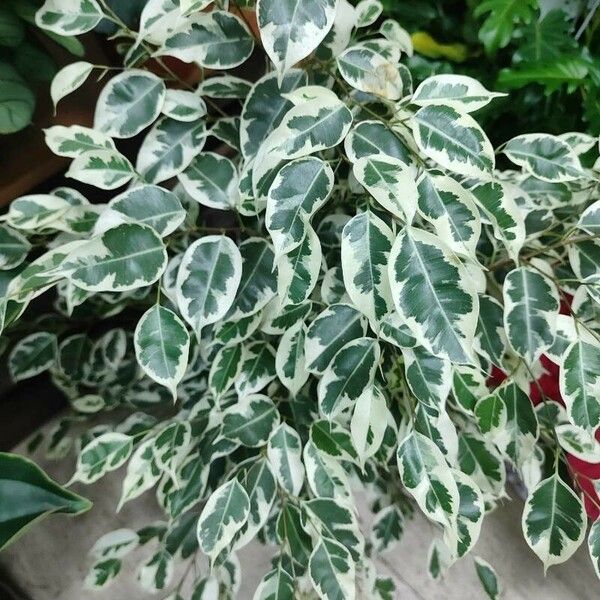 Ficus retusa 花