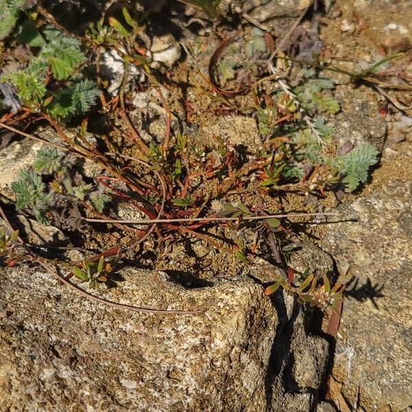 Polygonum plebeium Hábito