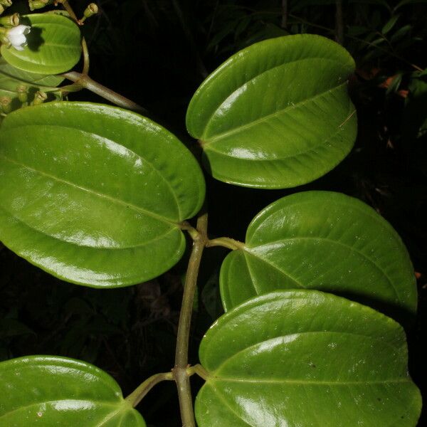 Adelobotrys adscendens Leaf