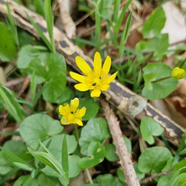 Ficaria verna Blodyn