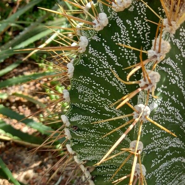 Astrophytum ornatum Casca