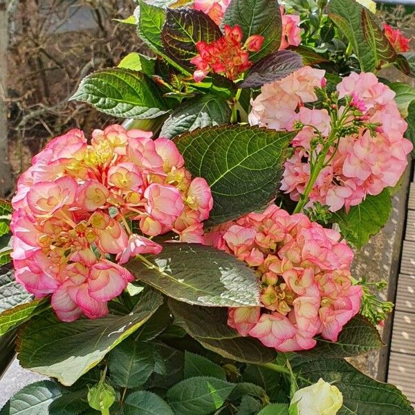 Hydrangea macrophylla Blad