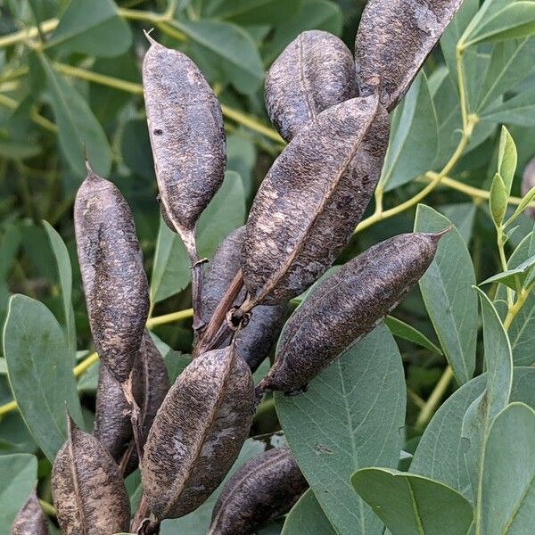 Baptisia australis Fleur