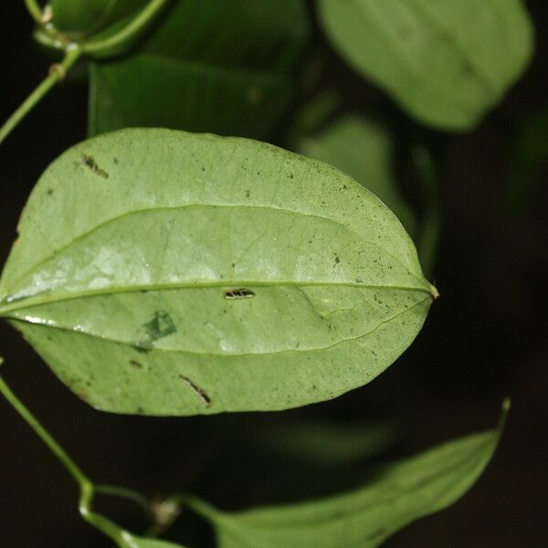 Smilax spinosa Ліст