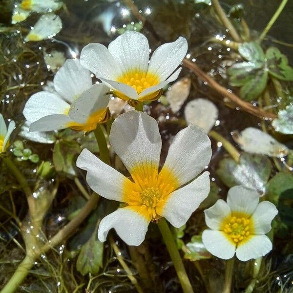 Ranunculus aquatilis 花