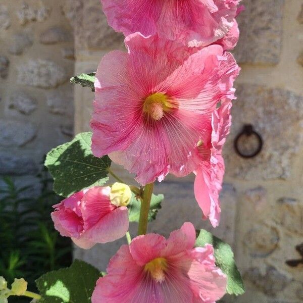 Alcea setosa Flower